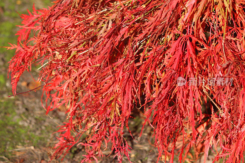 日本枫树/秋天(槭)，红色的秋天叶子